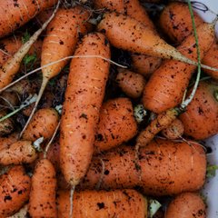 Logo of Harvest Monday's at Shuswap Community Teaching Garden