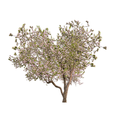 Logo of The Sweetheart Tree