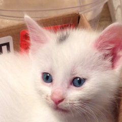 Logo of Cat caretaker