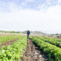 Logo of Volunteering